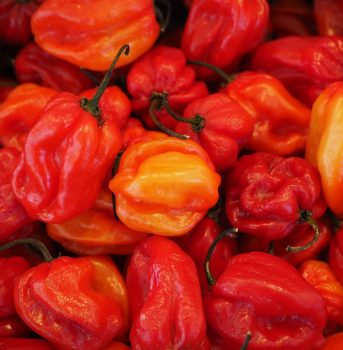 habaneros-499057_1280